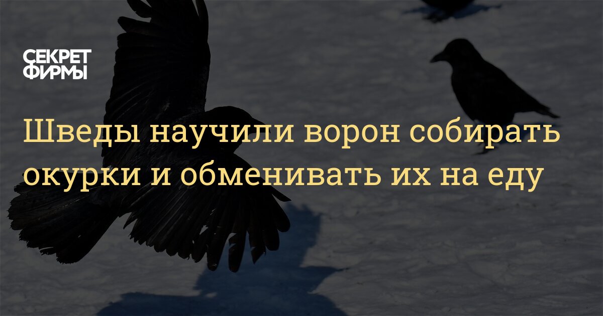 Учи ворона. Шведы научили ворон собирать мусор. Шведские вороны собирают окурки. Аппарат вороны собирают мусор. Вороны собирают мусор за корм.