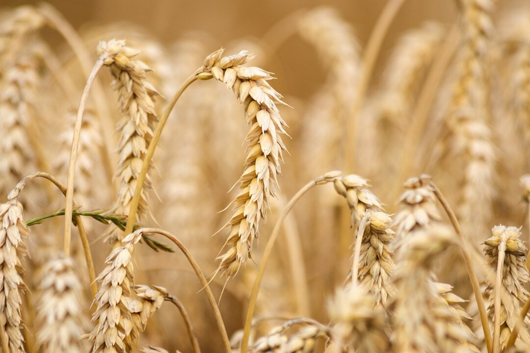 Пшеница подорожала до максимума за 14 лет