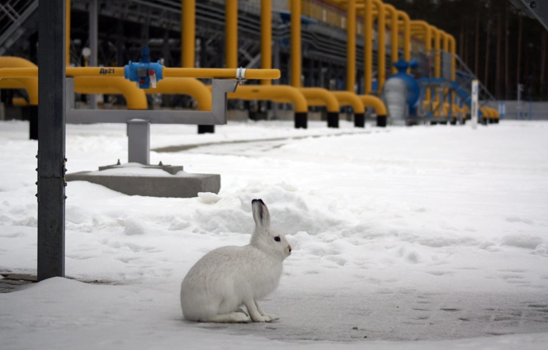 Российский газ перестал поступать из Польши в Германию
