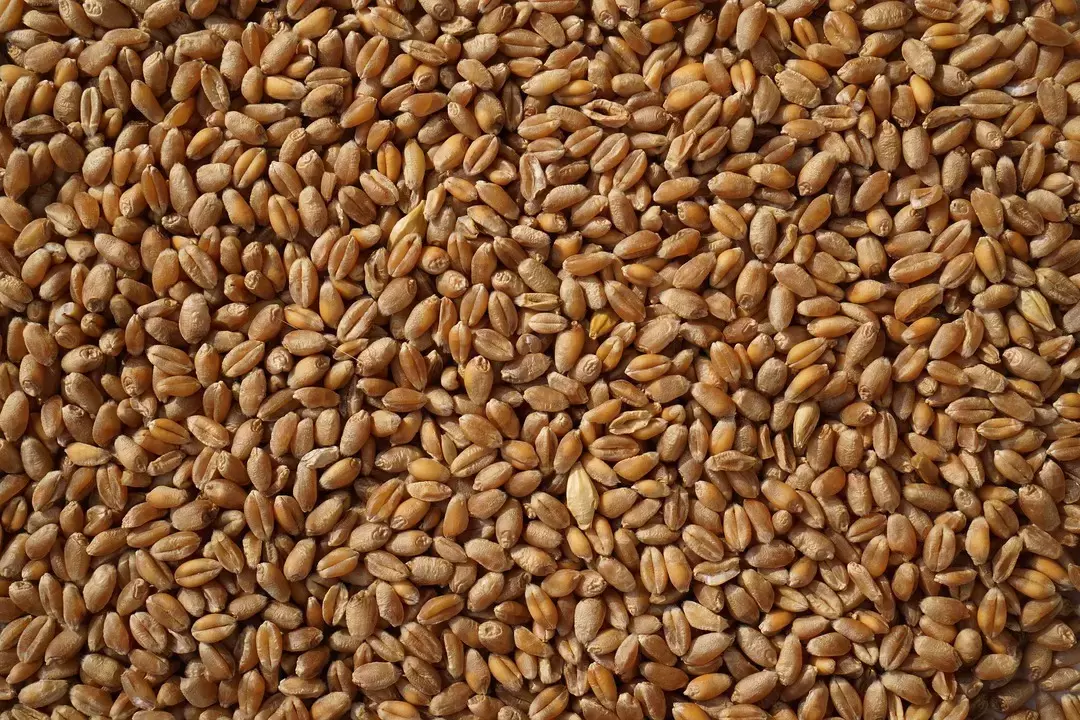 Казахстан ограничит вывоз пшеницы и муки из страны