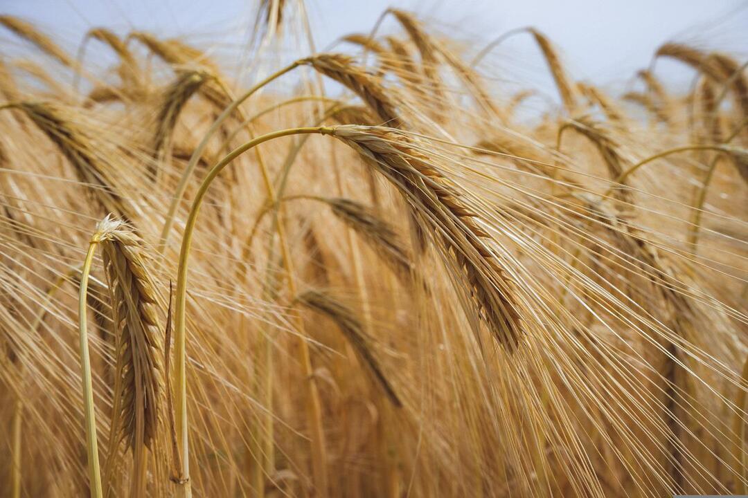 Африканские страны бросились искать замену подорожавшей пшенице