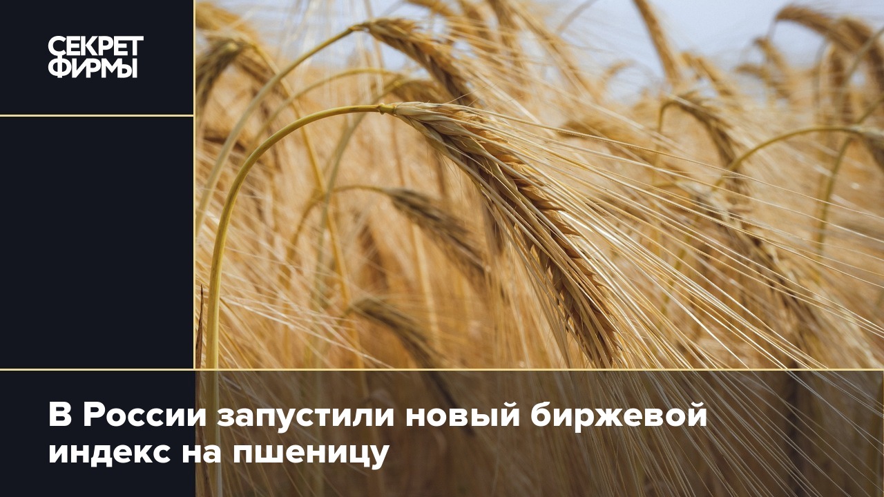 на поле как то голо без пшеницы или ржи