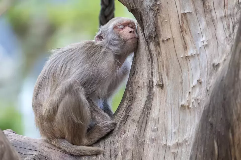 Вирусолог оценил шансы на пандемию оспы обезьян