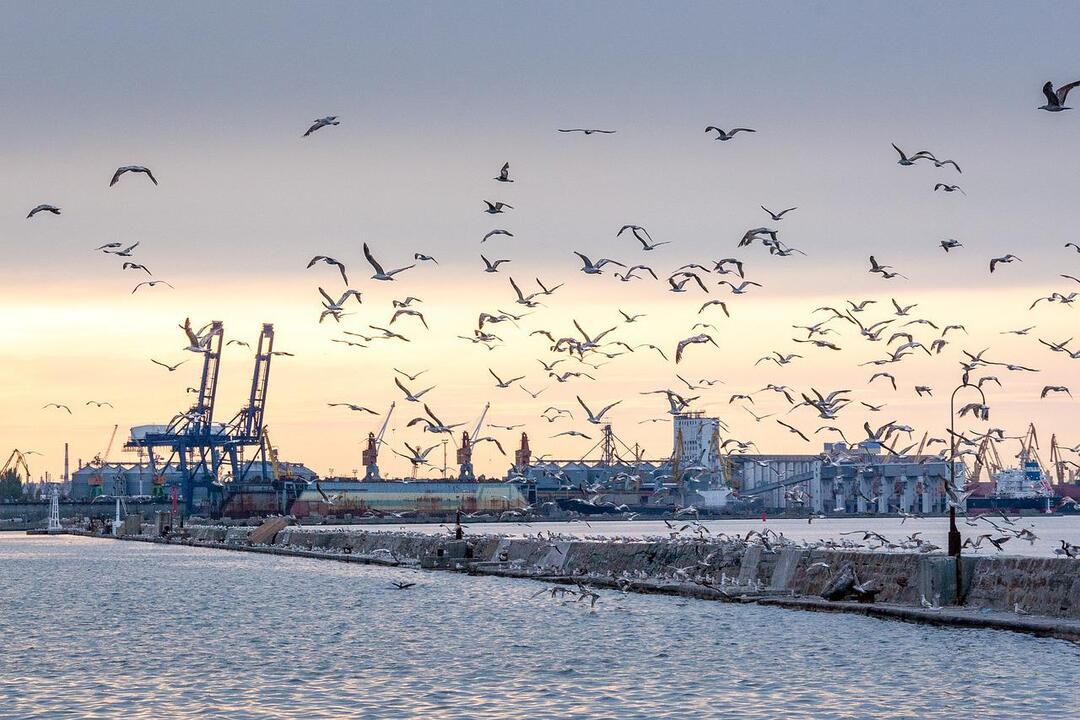 Британия захотела отправить на Украину военные корабли для вывоза зерна