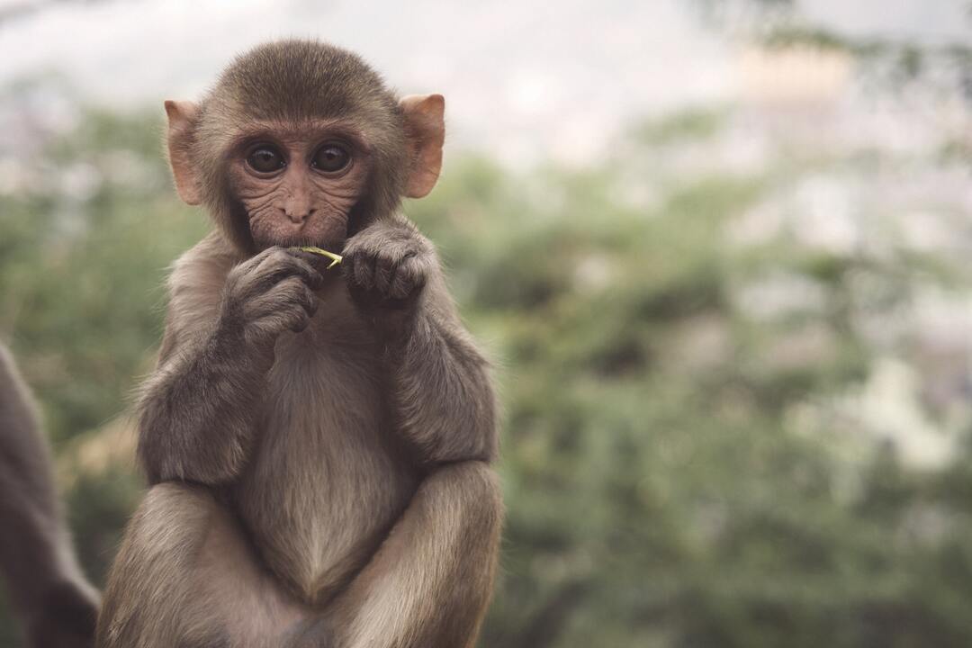 Оспу обезьян обнаружили в 30 странах мира