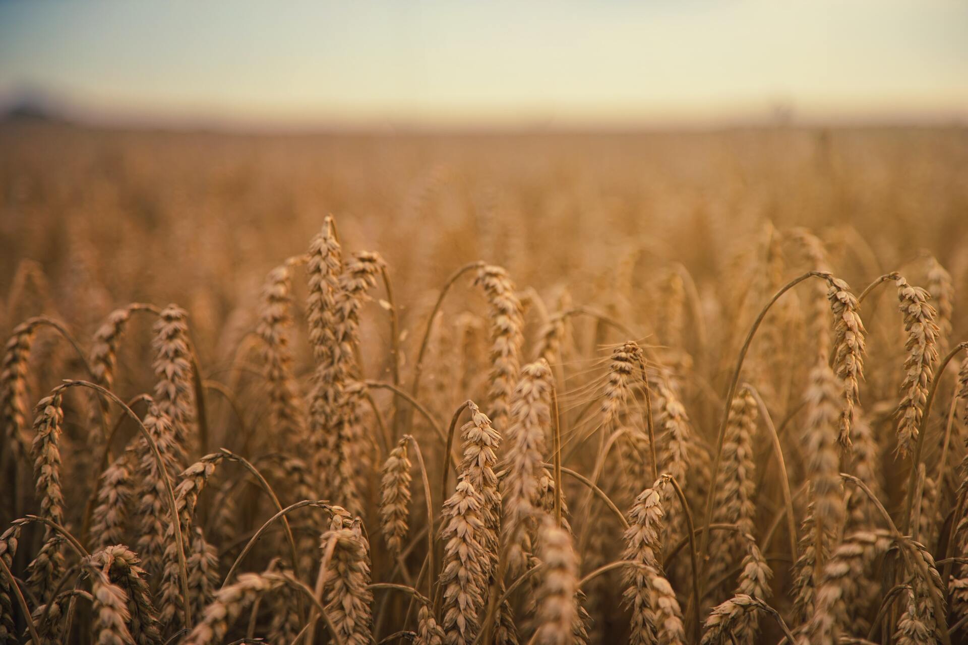 Украина нашла пути для вывоза зерна