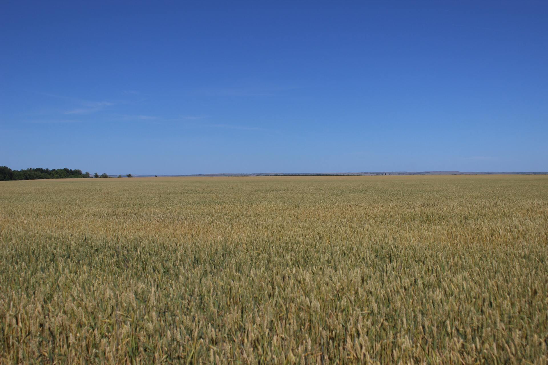 Венгрия предложила выход из зернового кризиса