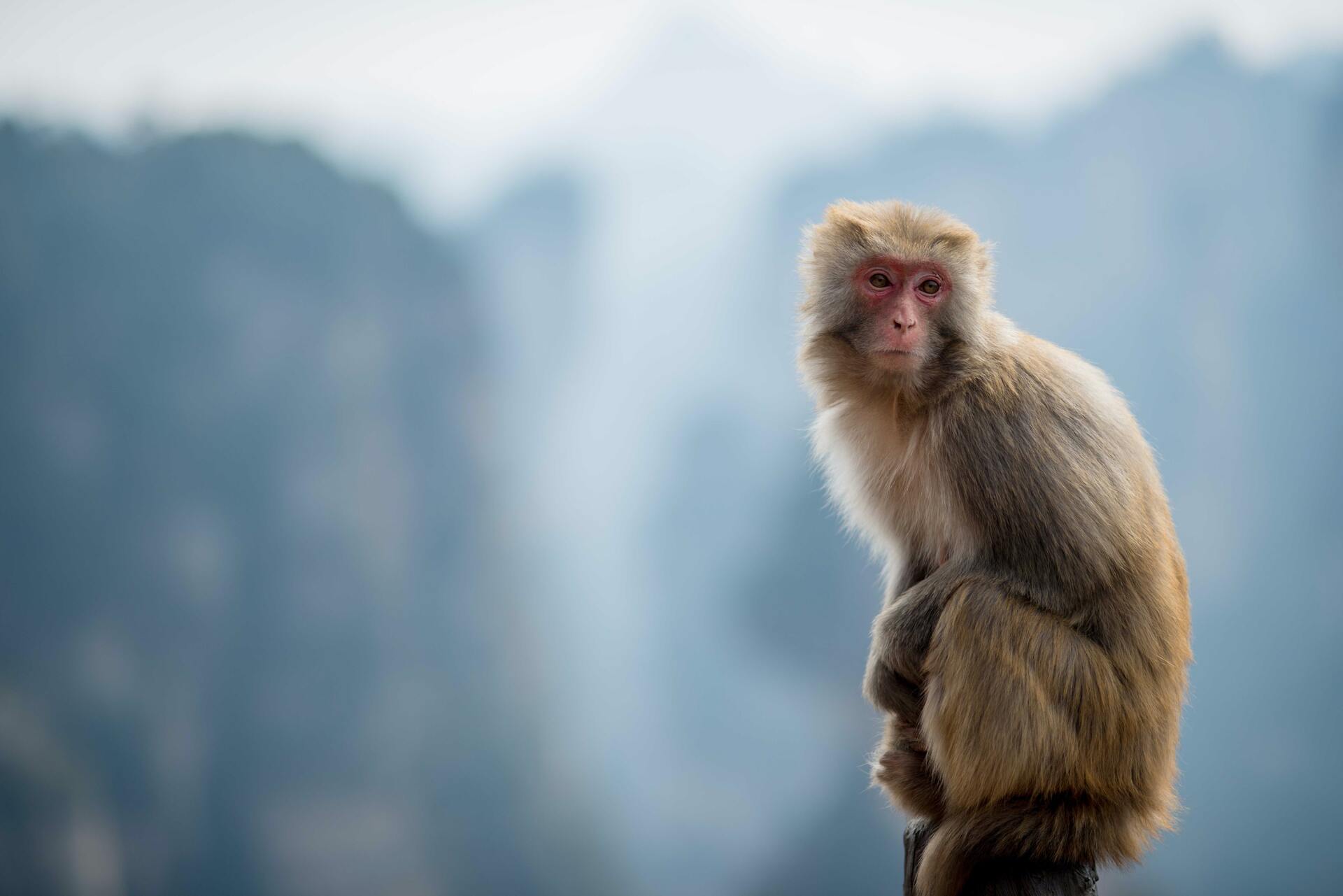 Вспышку оспы обезьян назвали пандемией
