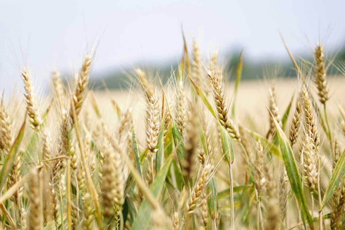 Россия и Турция подписали соглашение по вывозу зерна с Украины