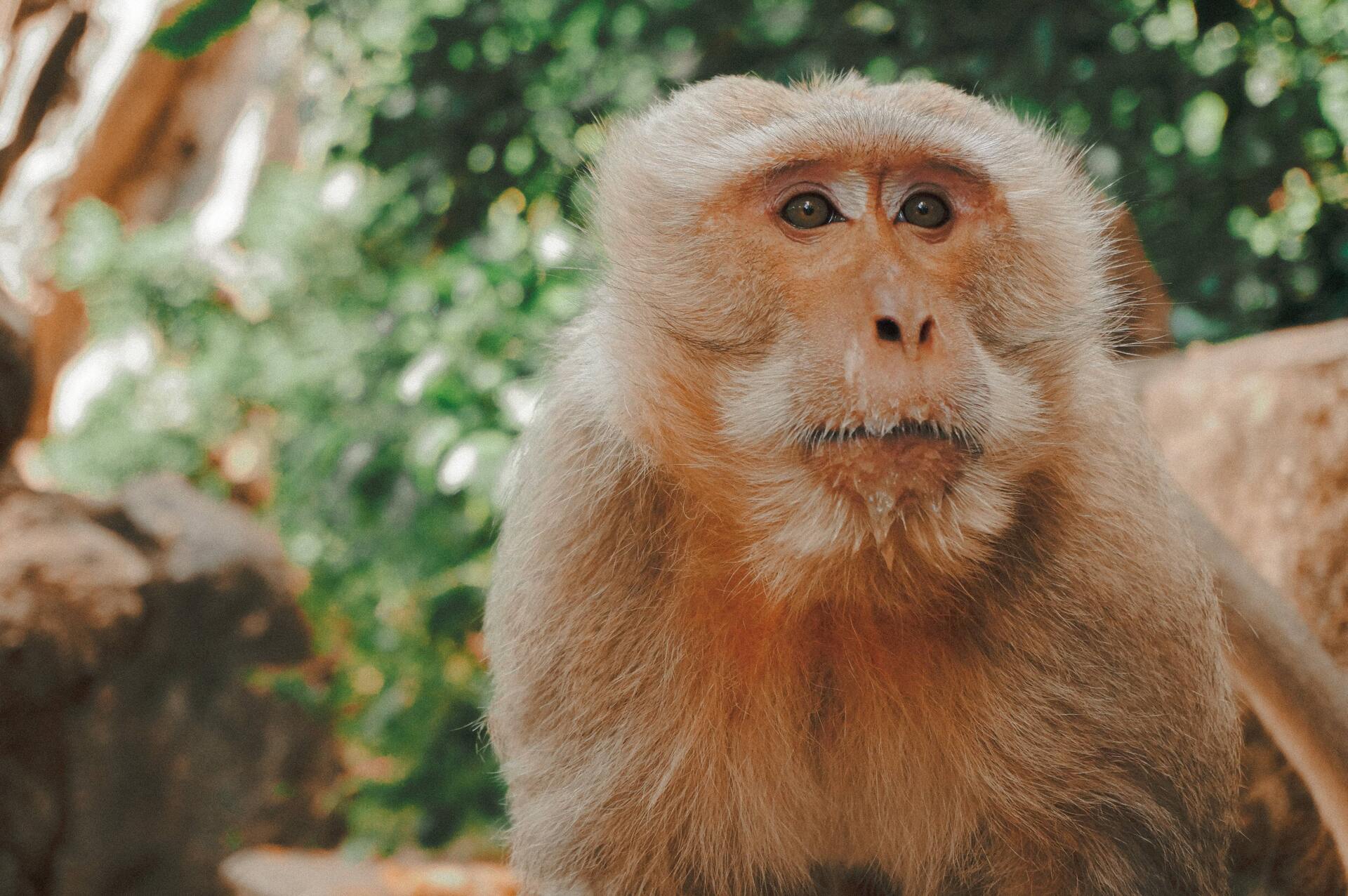 В Калифорнии вслед за Нью-Йорком объявили ЧС из-за оспы обезьян