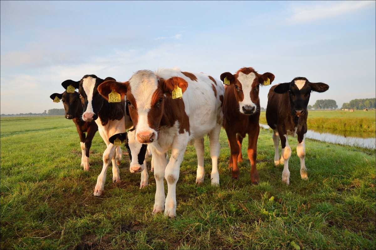Лукашенко поручил чаще доить коров для сдерживания цен на молоко