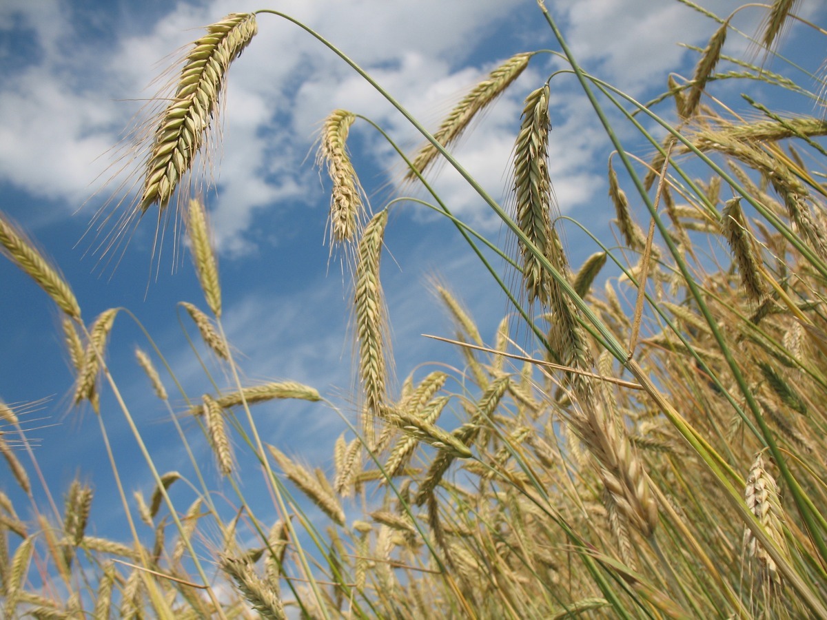 Поставки российской пшеницы за рубеж обвалились