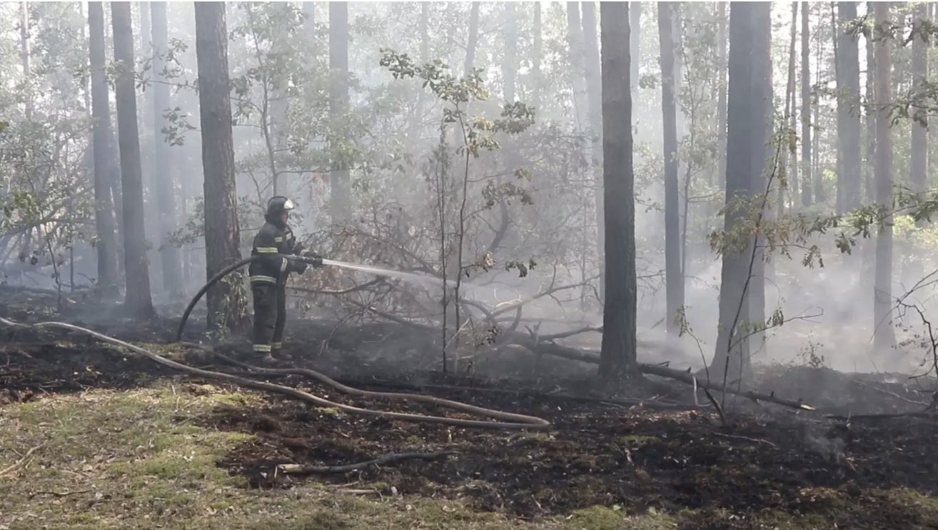 Ситуацию с пожарами в Рязанской области взяли под контроль после поручения Путина
