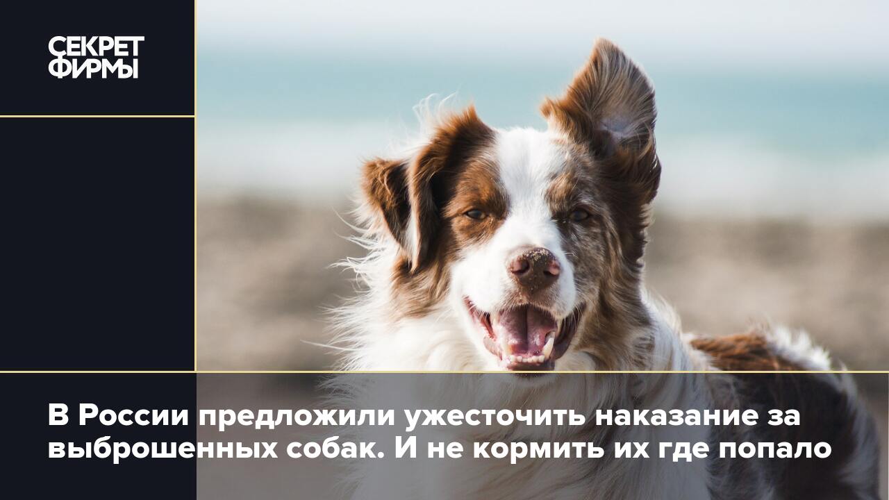 Собака стала писать где попало. Собака стала писать где попало. Собака стала писать где попало. Собака писает. Как отучить собаку гадить в неположенном месте дома.