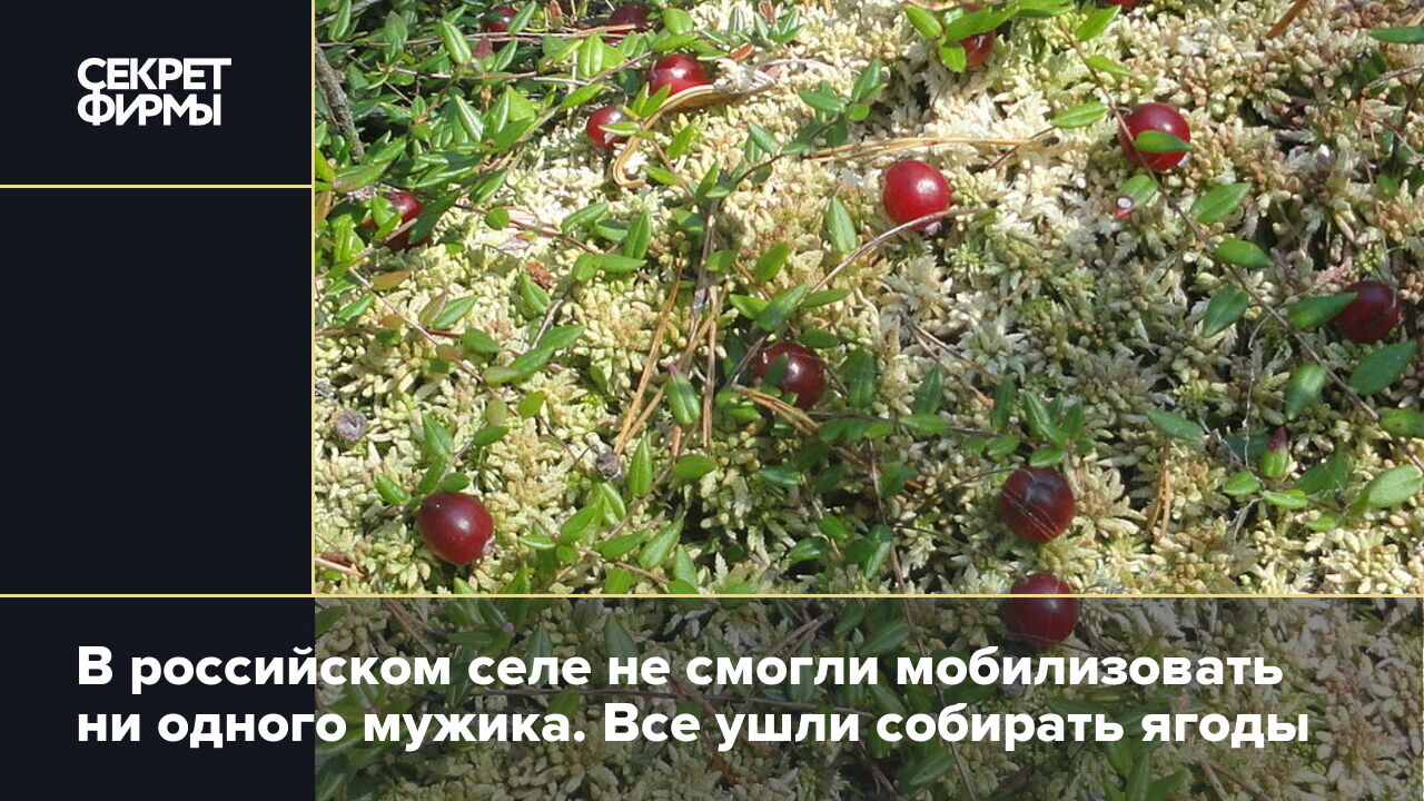 В российском селе не смогли мобилизовать ни одного мужика. Все ушли  собирать ягоды — Секрет фирмы