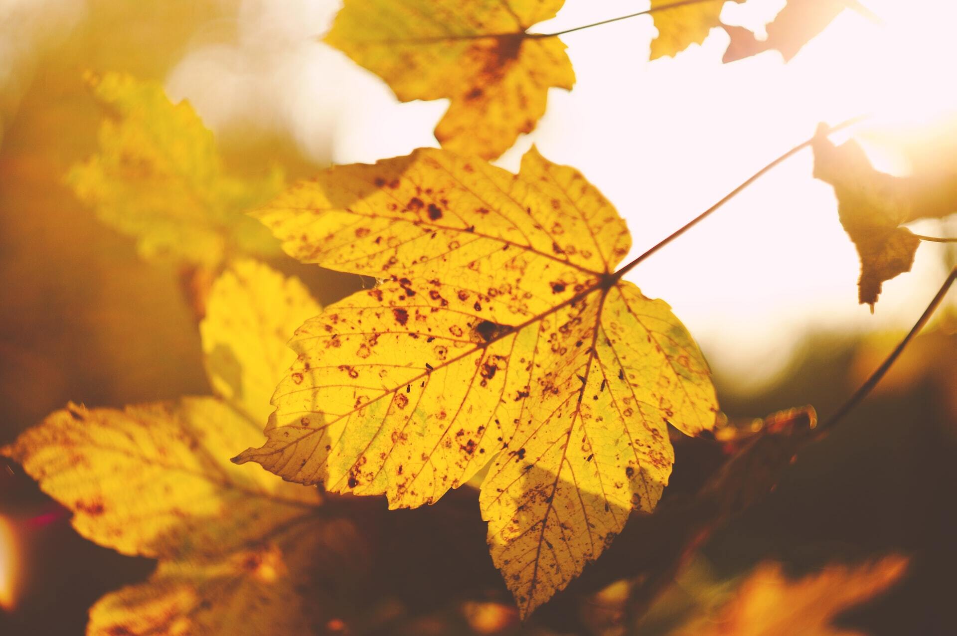 Любите фоткаться в осенних листьях Такие фотосессии могут быть опасны для здоровья