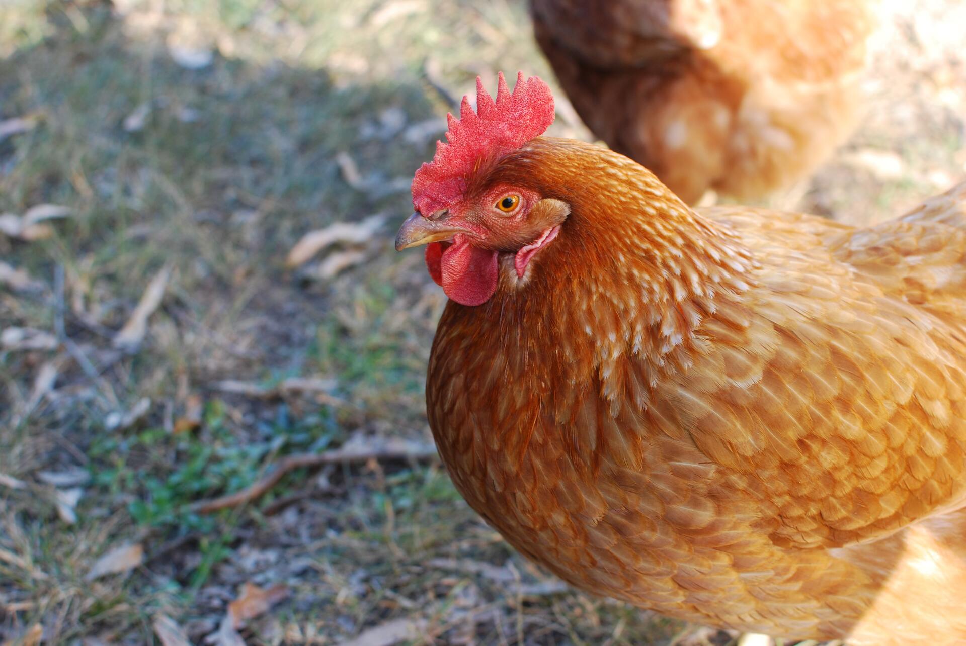 Дальше без яиц. На российской птицефабрике нашли птичий грипп
