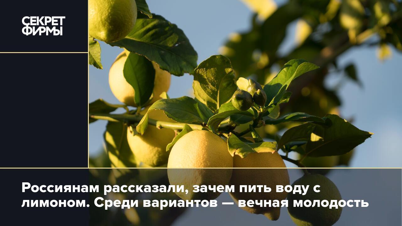 Россиянам рассказали, зачем пить воду с лимоном. Среди вариантов — вечная  молодость — Секрет фирмы