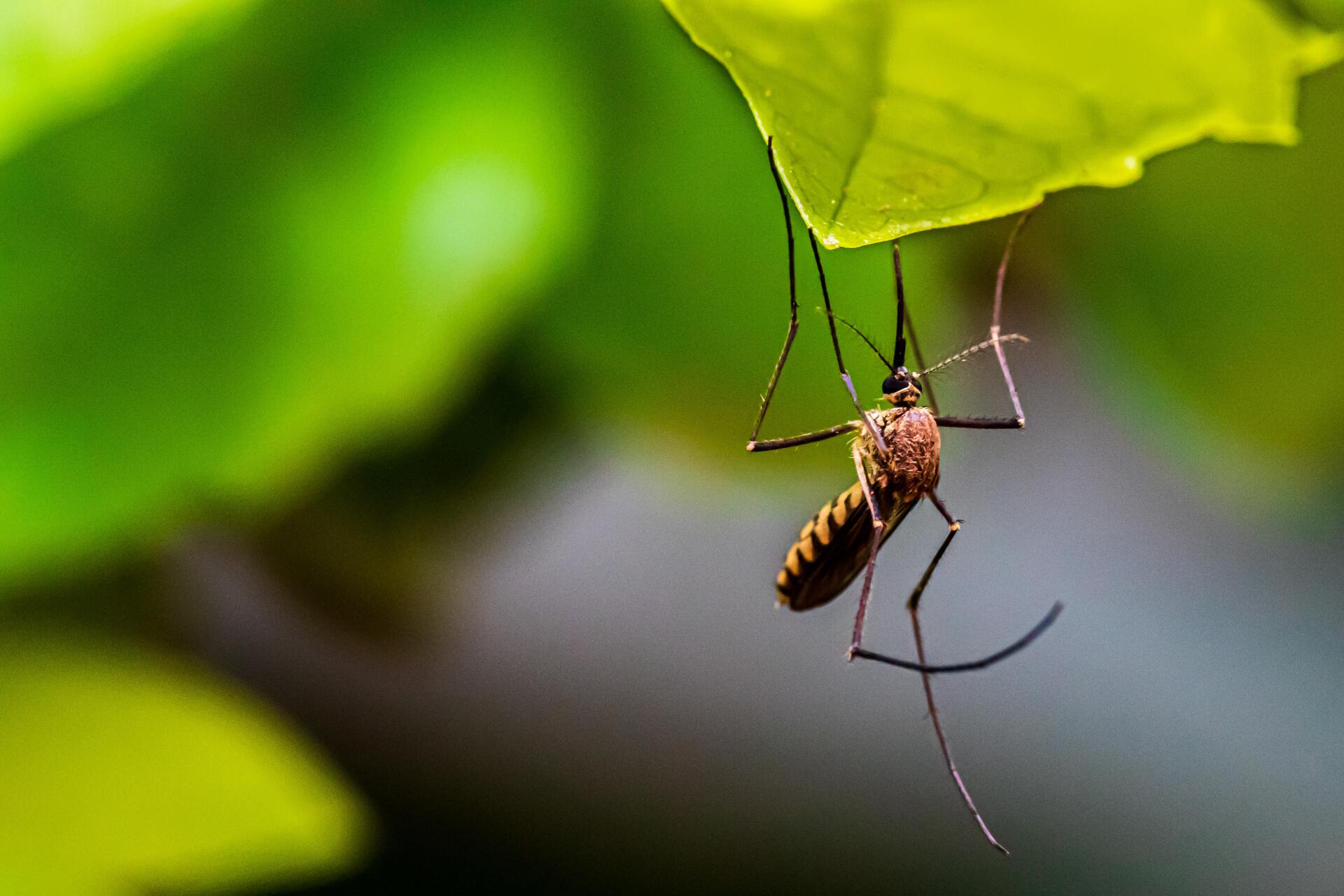 Учёные обнаружили ещё одну опасность комаров