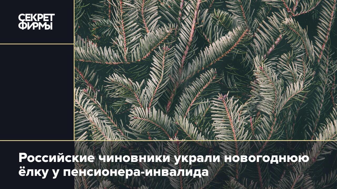 Российские чиновники украли новогоднюю ёлку у пенсионера-инвалида — Секрет  фирмы