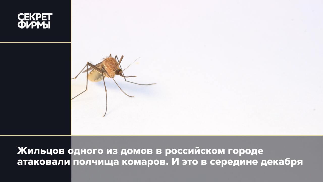 Жильцов одного из домов в российском городе атаковали полчища комаров. И  это в середине декабря — Секрет фирмы