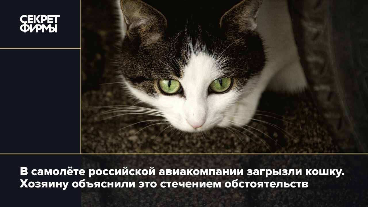 В самолёте российской авиакомпании загрызли кошку. Хозяину объяснили это  стечением обстоятельств — Секрет фирмы