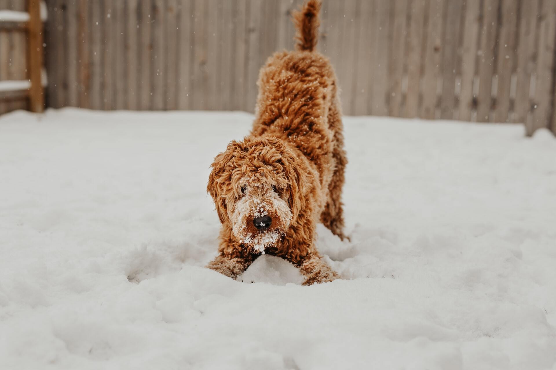 Планируете путешествие с собакой зимой Вот как её правильно к этому подготовить