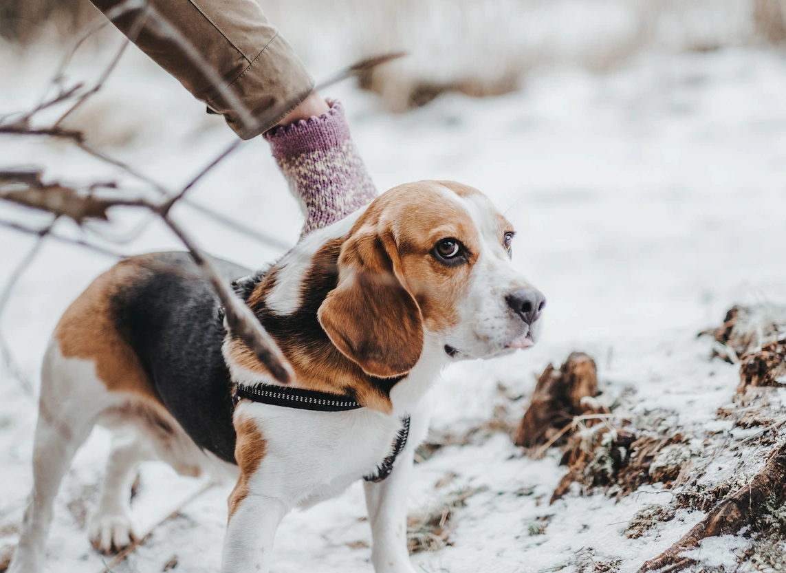 Какая погода самая опасная Россиянам объяснили, как выгуливать собак в морозы