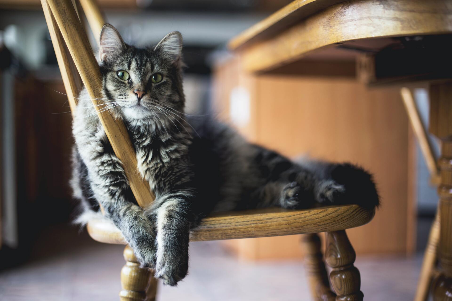 Российский кот стал бизнесменом и теперь зарабатывает по 50 тысяч в месяц. Как ему удалось