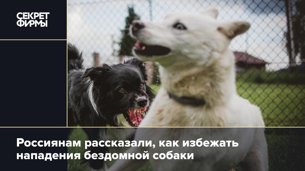 Правда собаку