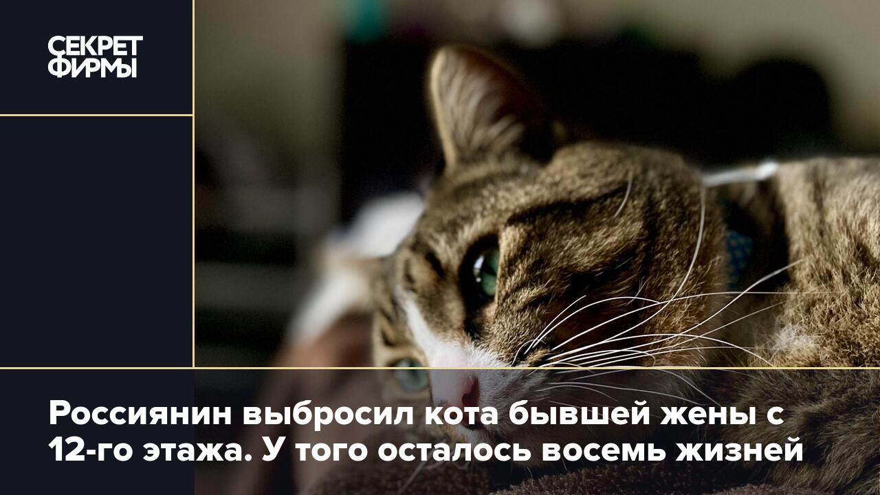 Россиянин выбросил кота бывшей жены с 12-го этажа. У того осталось восемь  жизней — Секрет фирмы