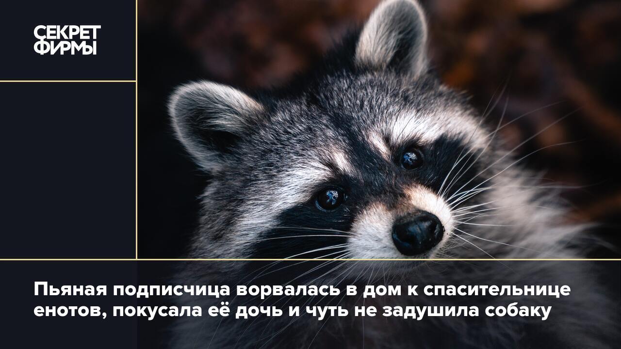 Пьяная подписчица ворвалась в дом к спасительнице енотов, покусала её дочь  и чуть не задушила собаку — Секрет фирмы