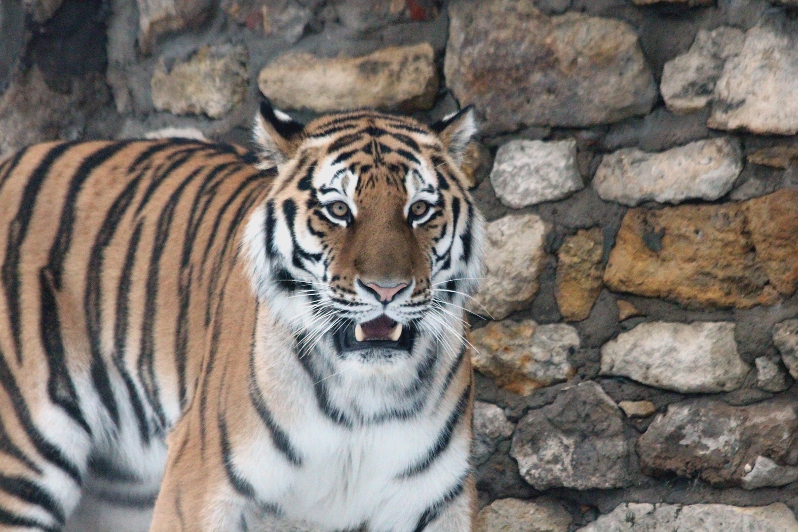 Тигр съел охотника на Дальнем Востоке