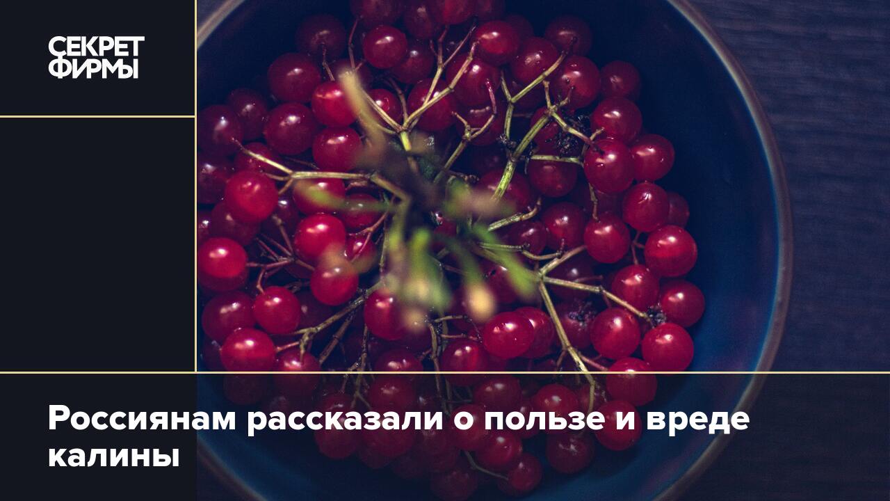 Россиянам рассказали о пользе и вреде калины — Секрет фирмы