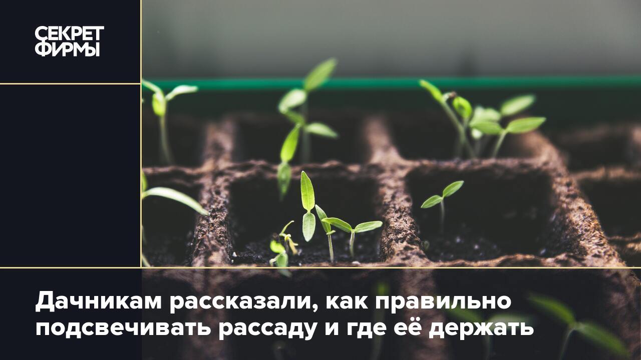 Дачникам рассказали, как правильно подсвечивать рассаду и где её держать —  Секрет фирмы