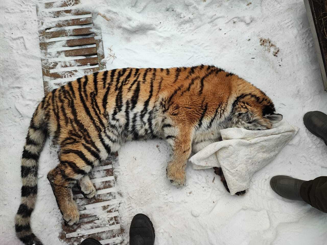 В России тигрица залезла в собачий вольер, случайно закрылась и уснула