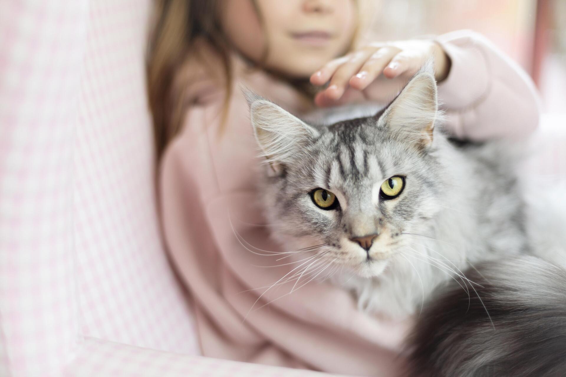 Роспотребнадзор напомнил любителям кошек о болезни царапин