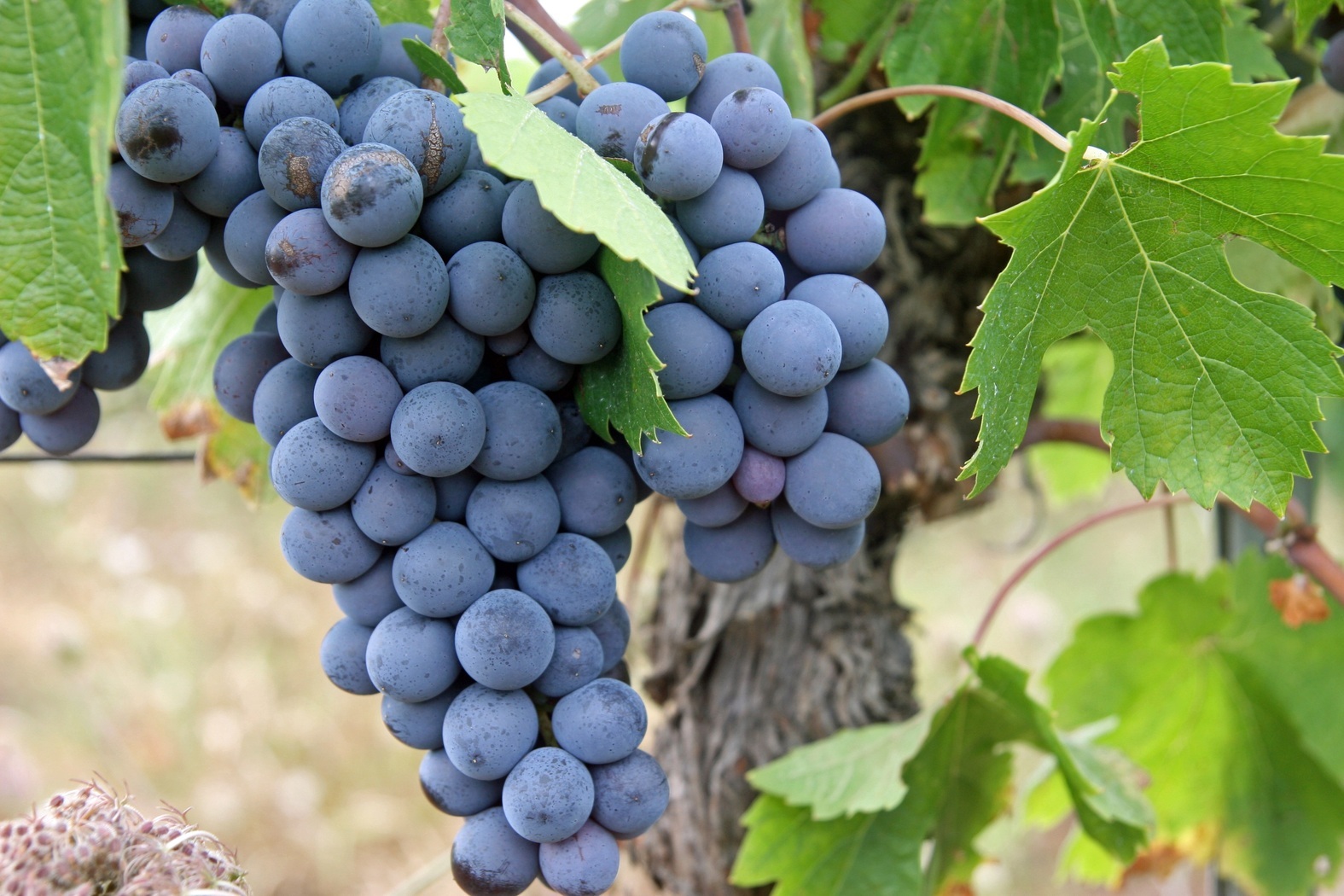 Sabah: чёрный виноград поможет страдающим от анемии