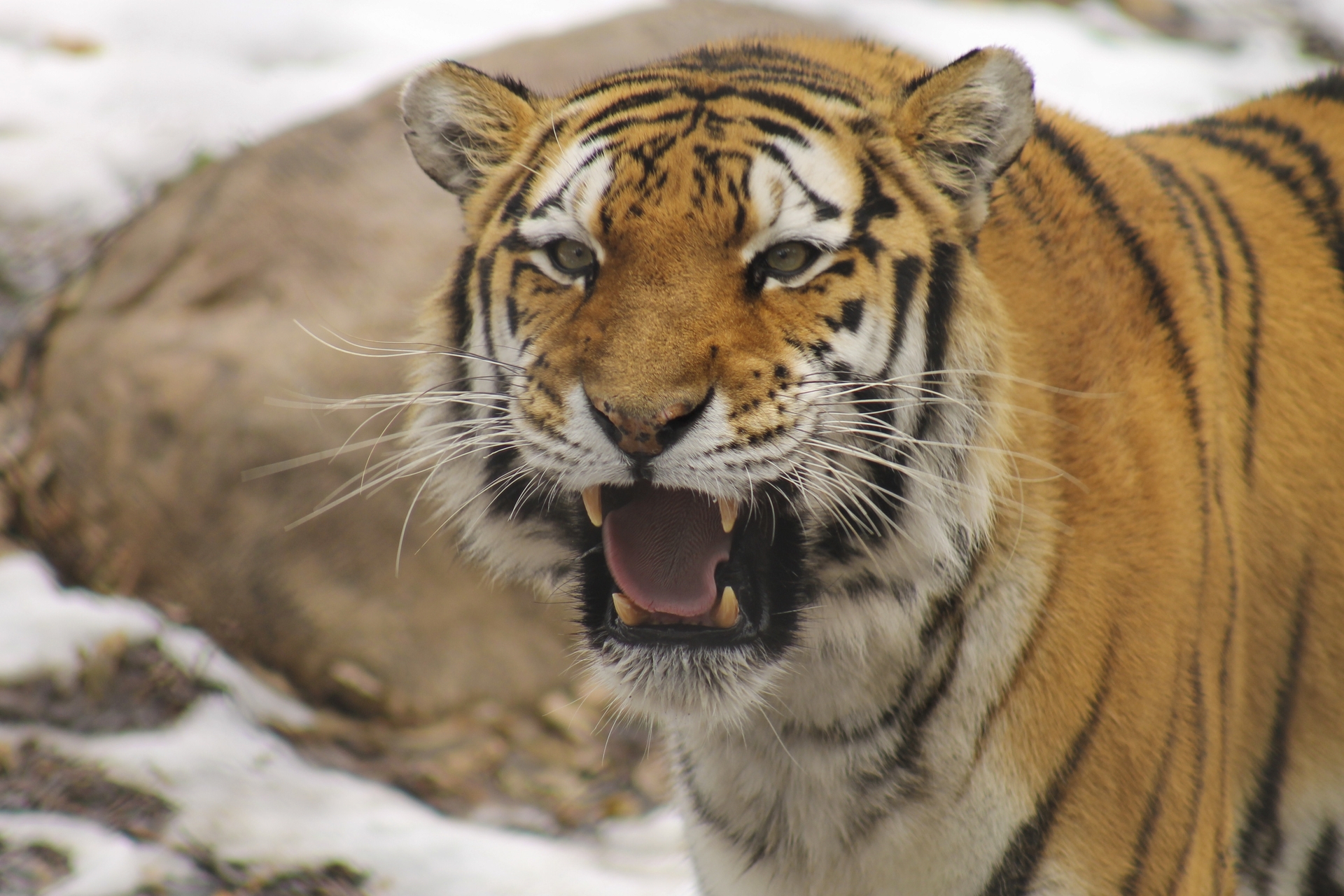 Россиянин убил краснокнижного амурского тигра. Говорит, что защищал брата, но детектор-лжи провалил