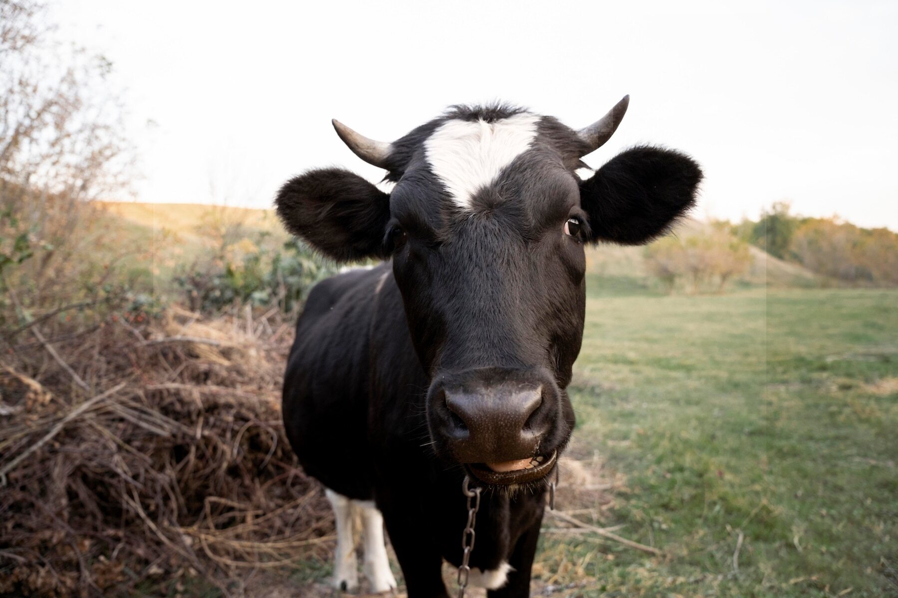 Роспотребнадзор: источником заражения сибирской язвой в Чувашии стала туша быка