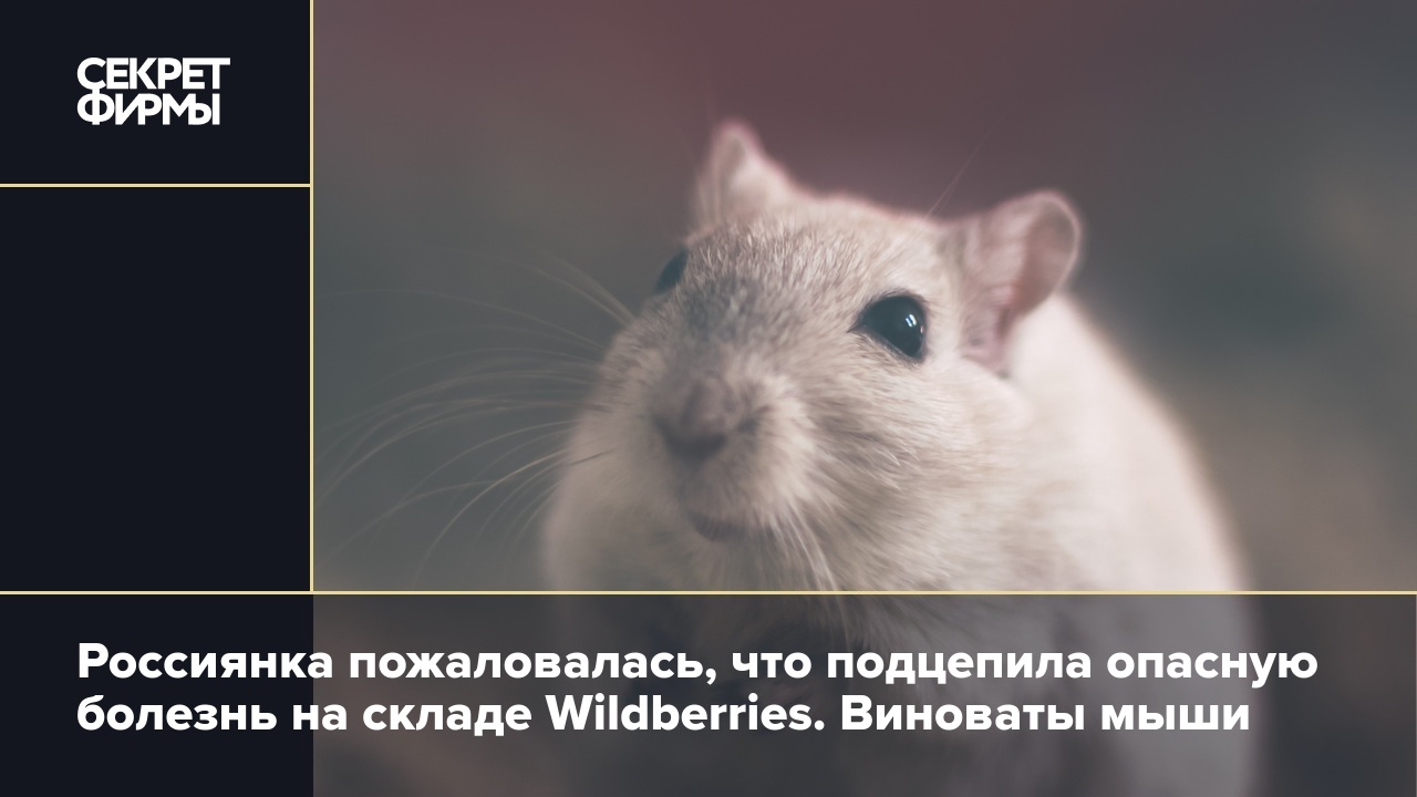 Россиянка пожаловалась, что подцепила опасную болезнь на складе  Wildberries. Виноваты мыши — Секрет фирмы