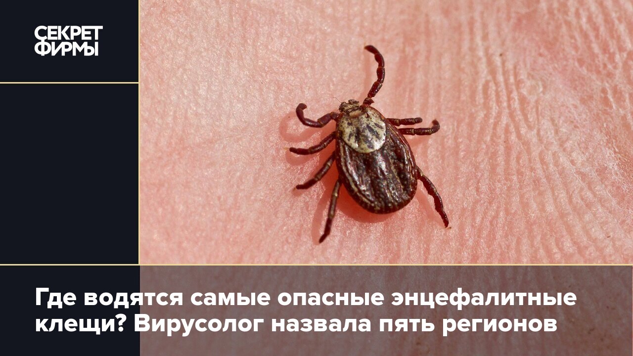 Самые опасные виды насекомых клещей