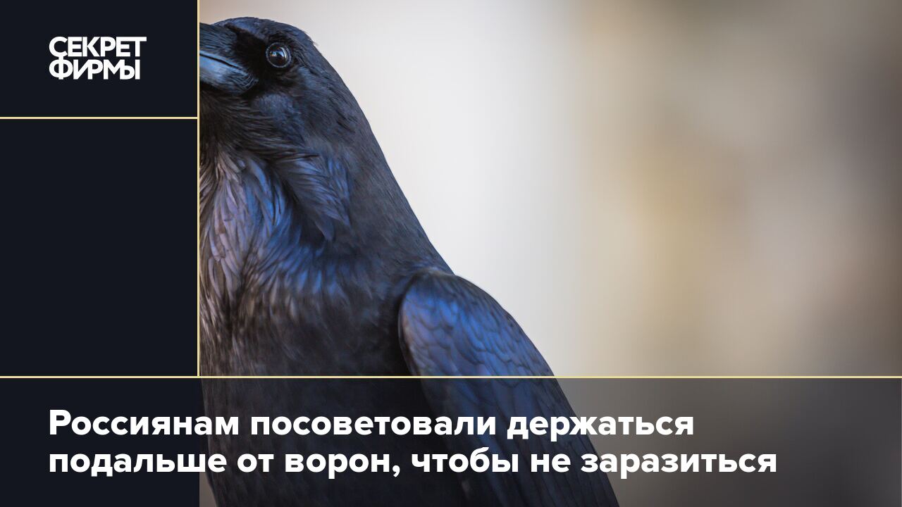 Россиянам посоветовали держаться подальше от ворон, чтобы не заразиться —  Секрет фирмы