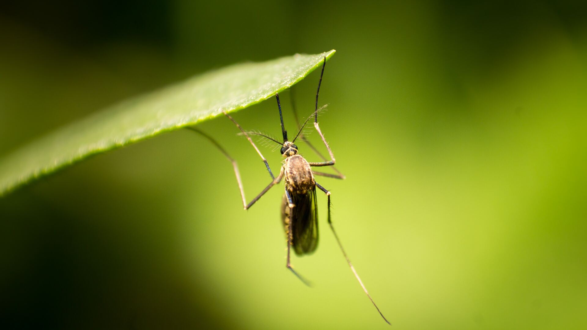 В Приамурье зарегистрировали первый за три года случай лихорадки денге