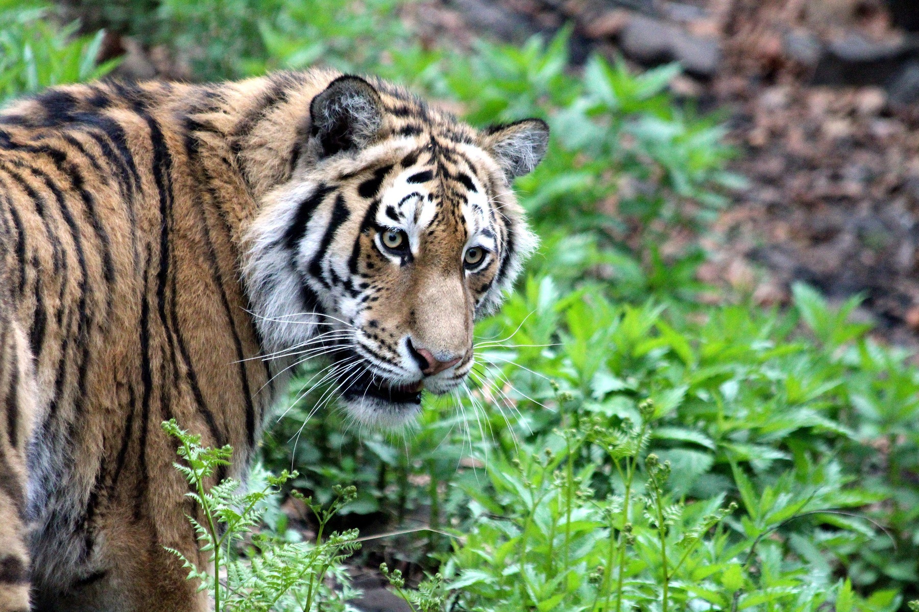 ФСБ возбудила уголовное дело в отношении убившего амурского тигра мужчины