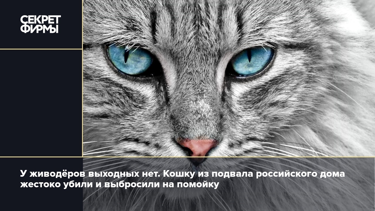 У живодёров выходных нет. Кошку из подвала российского дома жестоко убили и  выбросили на помойку — Секрет фирмы