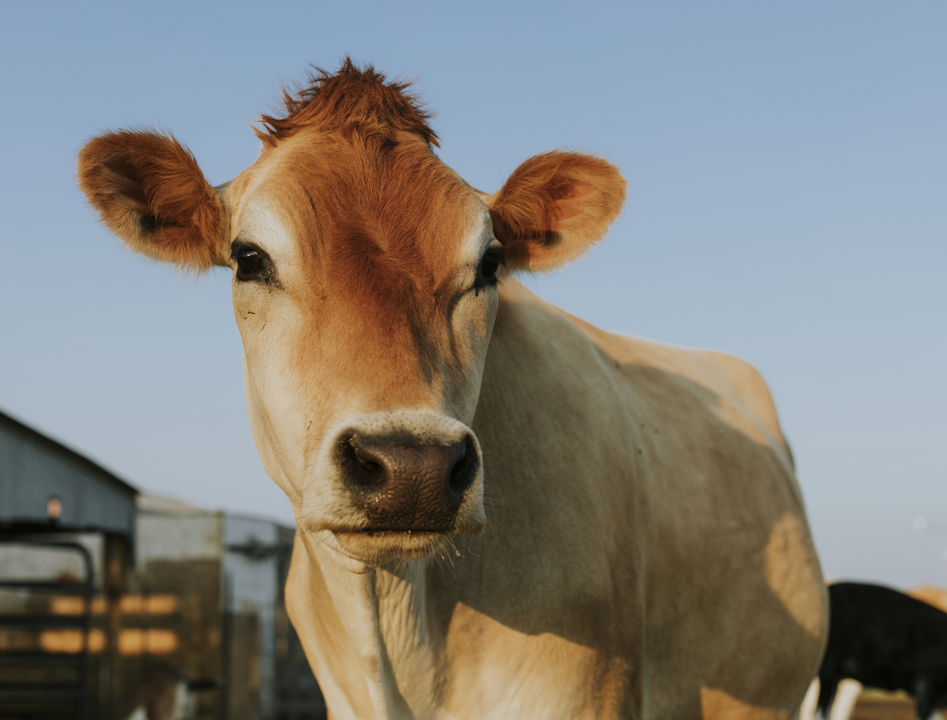 В Омской области работник молочного комплекса погиб из-за удара коровы по ограждению