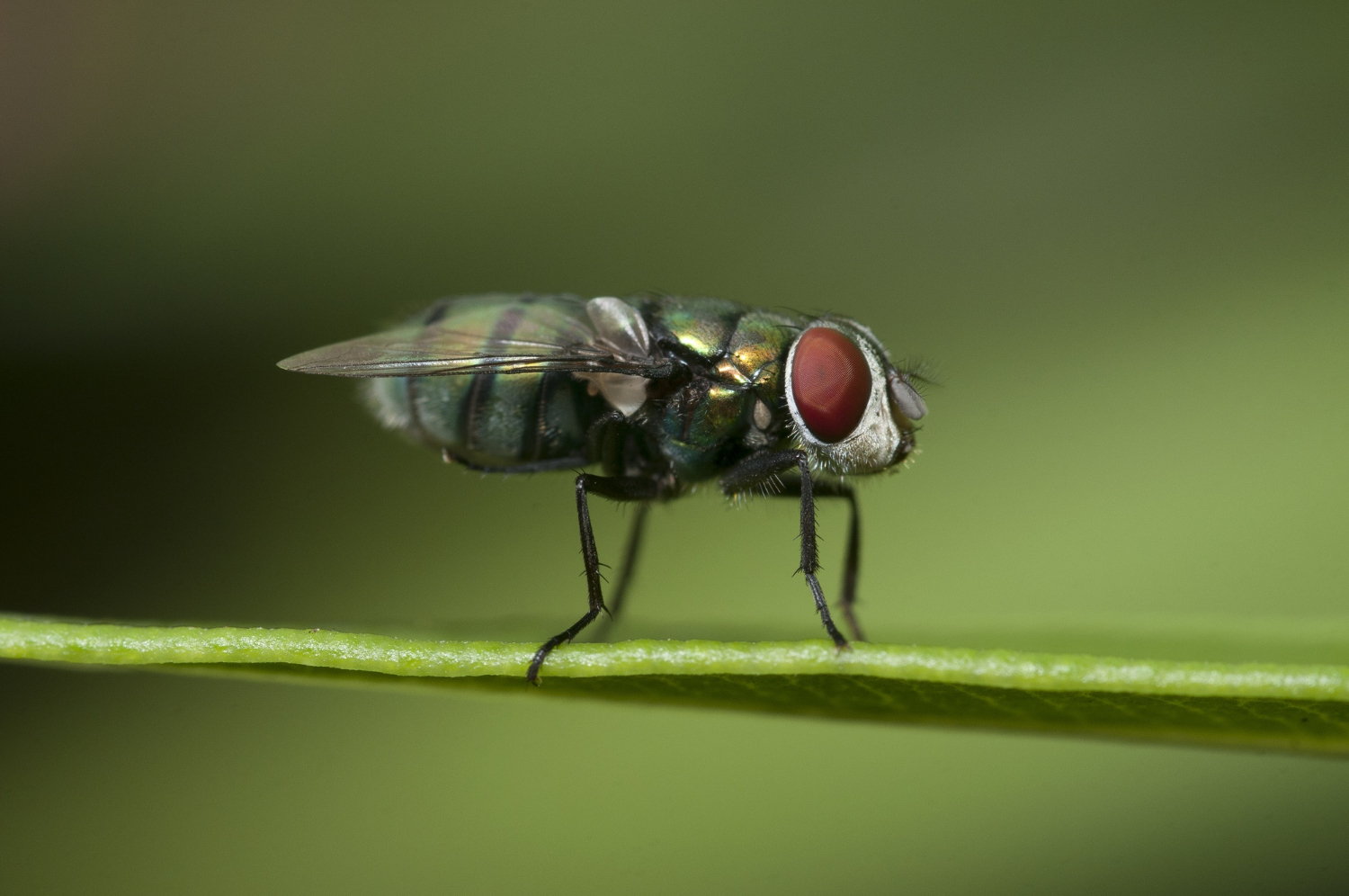 Причины появления большого количества мух в доме