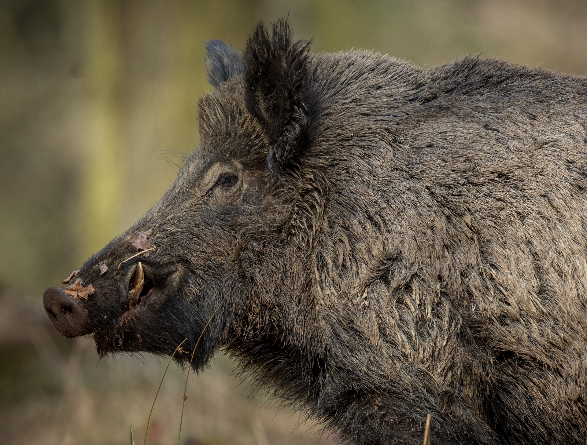 Суд в Иркутской области отправил лечиться хозяина свиньи, от укуса которой умер человек