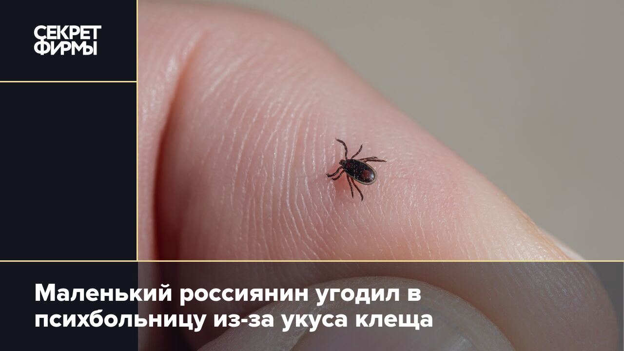 В какое время появляются клещи. Укус боррелиозного клеща.